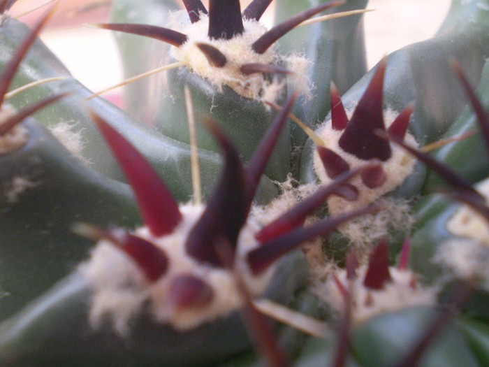 Ferocactus horridus f. brevispinus