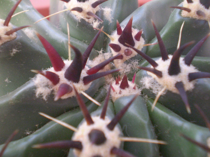 Ferocactus horridus f. brevispinus - Ferocactus