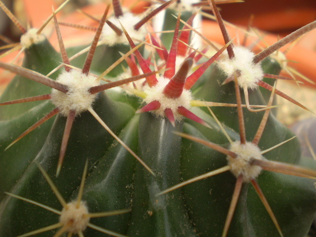 Ferocactus horridus f. brevispinus - Ferocactus