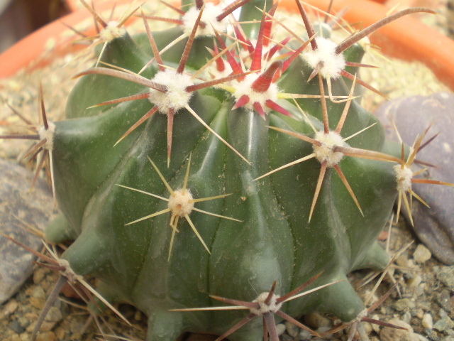 Ferocactus peninsulae