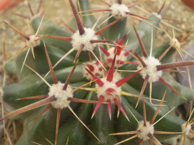 Ferocactus peninsulae