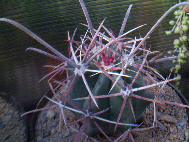 Ferocactus peninsulae sp 2
