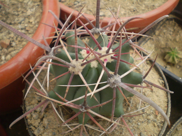 Ferocactus peninsulae sp 2 - Ferocactus