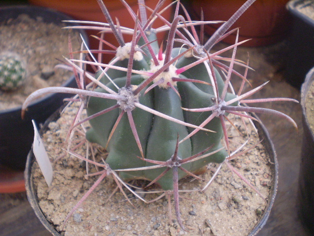 Ferocactus peninsulae sp 2 - Ferocactus