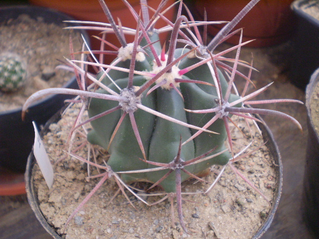 Ferocactus peninsulae sp 2