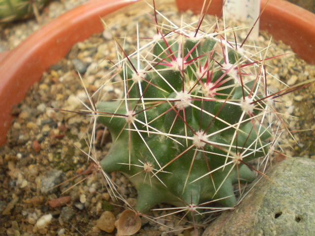 Ferocactus sinuatus