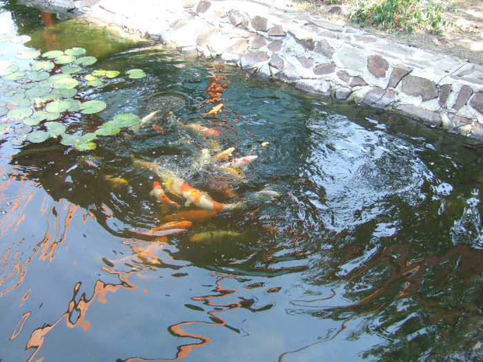 DSCF3709 - crapi koi 2012