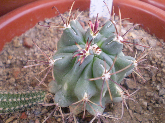 Glandulicactus matsonii