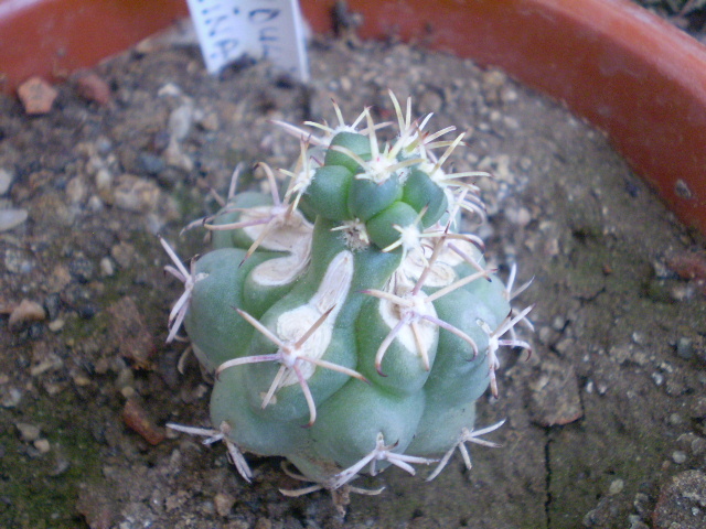 Glandulicactus unciatus