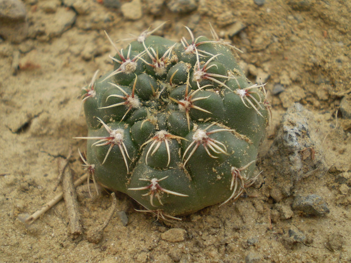 Gymnocalycium amerhauseri