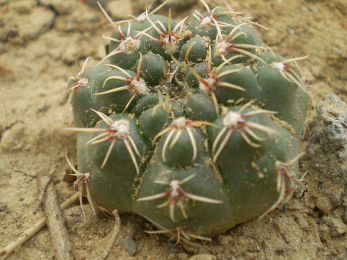 Gymnocalycium amerhauseri - Gymno 2012