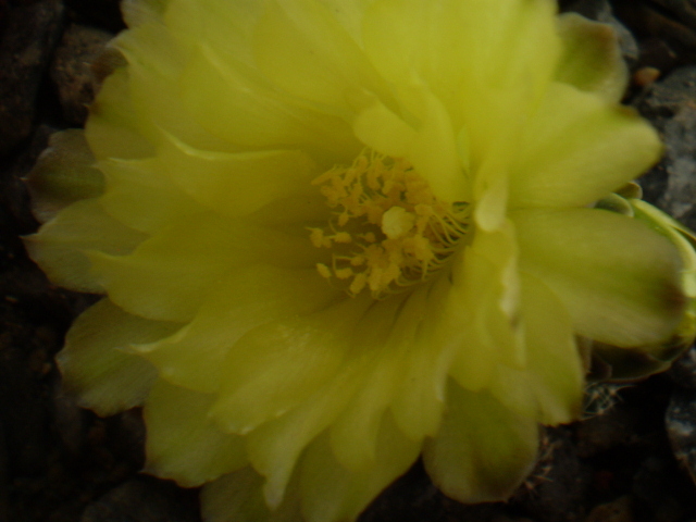 Gymnocalycium andreae