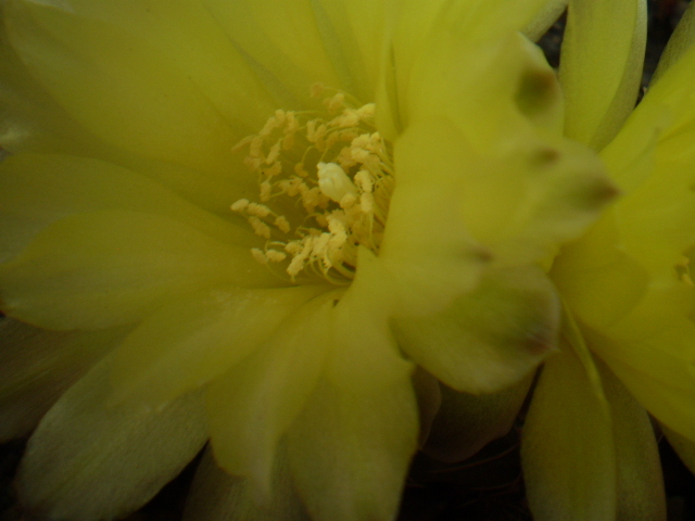 Gymnocalycium andreae - Gymno 2012