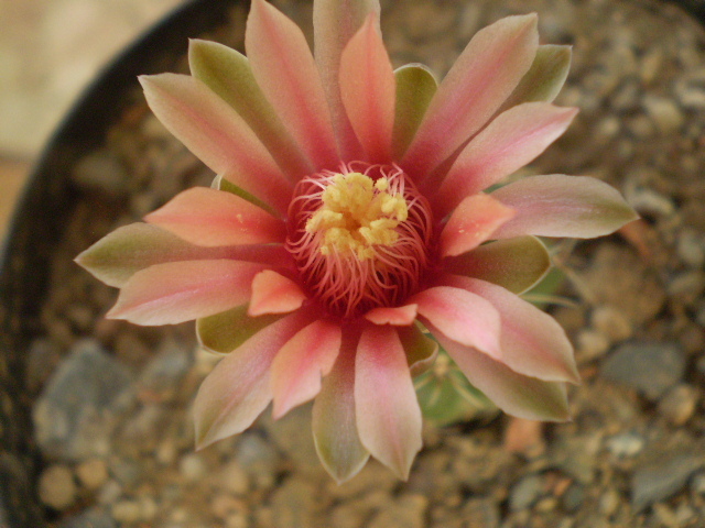 Gymnocalycium baldianum