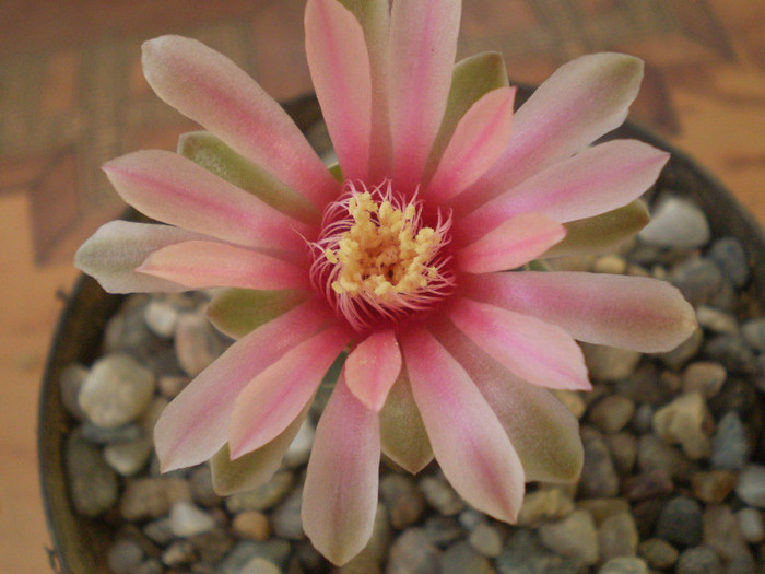 Gymnocalycium baldianum - Gymno 2012