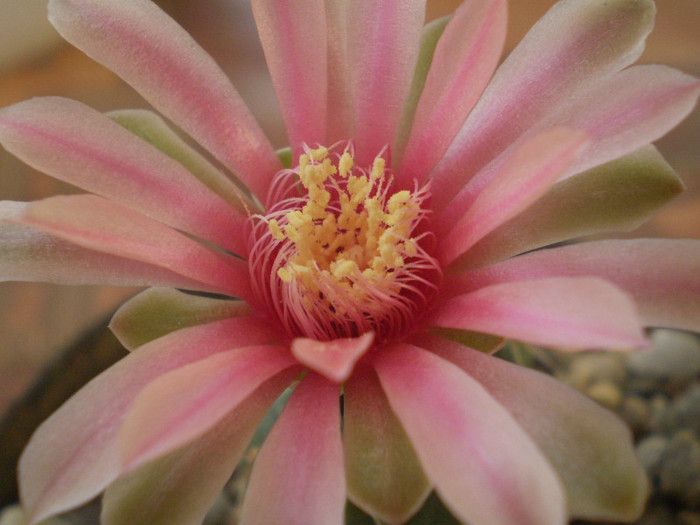 Gymnocalycium baldianum - Gymno 2012