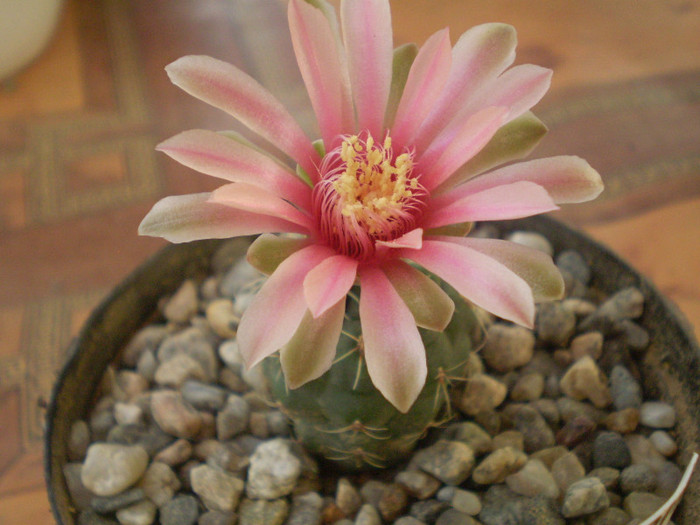 Gymnocalycium baldianum - Gymno 2012