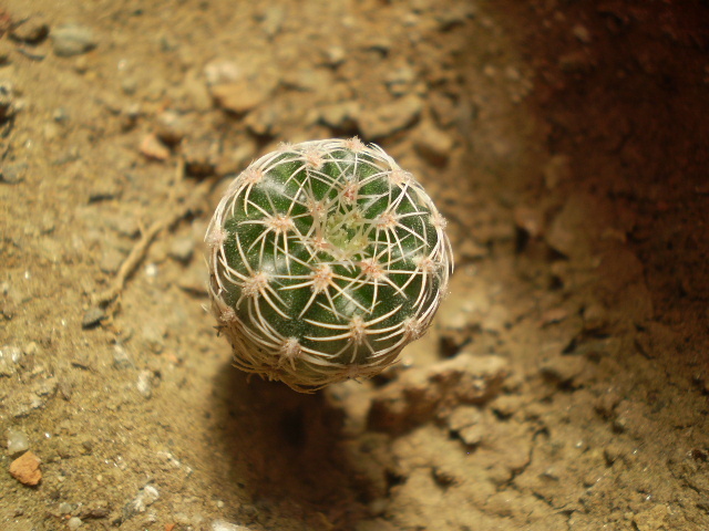 Gymnocalycium bruschii v. deviatum - Gymno 2012