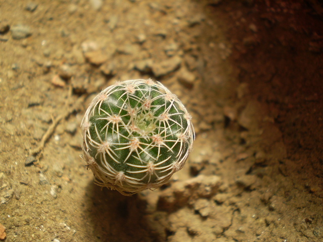 Gymnocalycium bruschii v. deviatum