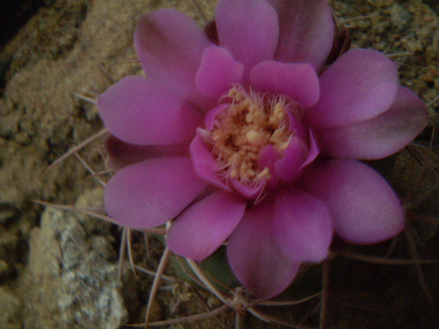 Gymnocalycium horridispinum - Gymno 2012