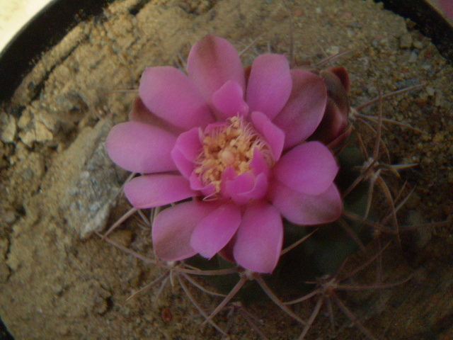 Gymnocalycium horridispinum - Gymno 2012