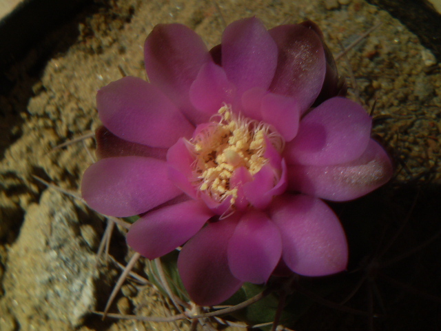 Gymnocalycium horridispinum - Gymno 2012