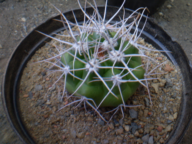 Gymnocalycium mostii - Gymno 2012