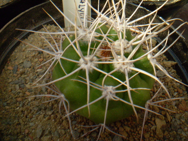 Gymnocalycium mostii