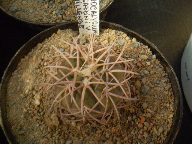 Gymnocalycium spegazzini v. punillense - Gymno 2012