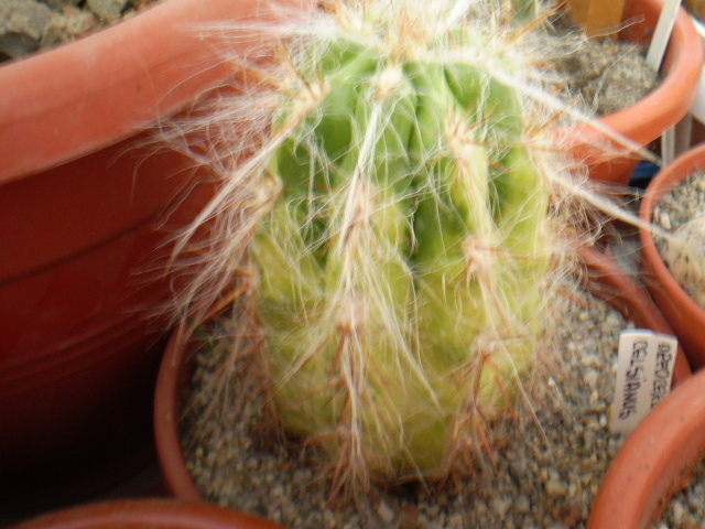Oreocereus celsianus - Alte specii