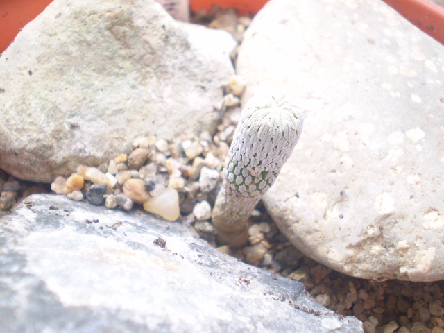Pelechyphora asseliformis