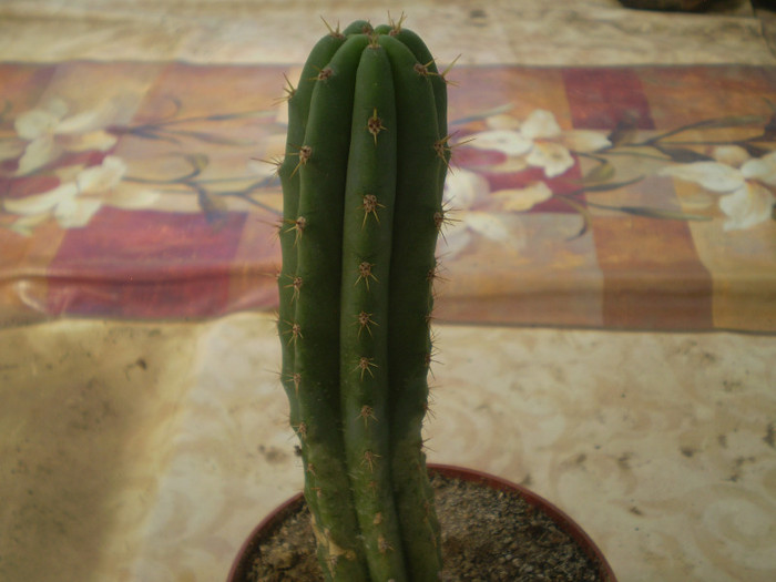 Pilosocereus