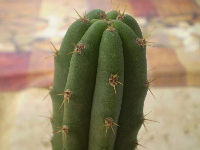Pilosocereus