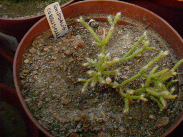 Rhipsalis cereuscula - Alte specii