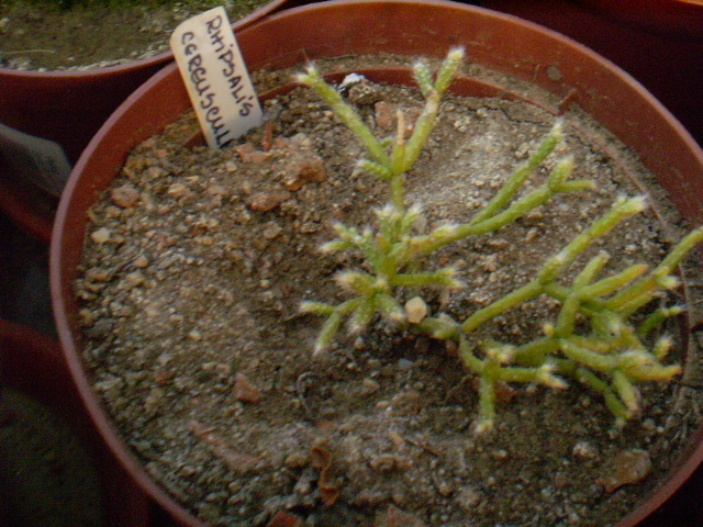 Rhipsalis cereuscula