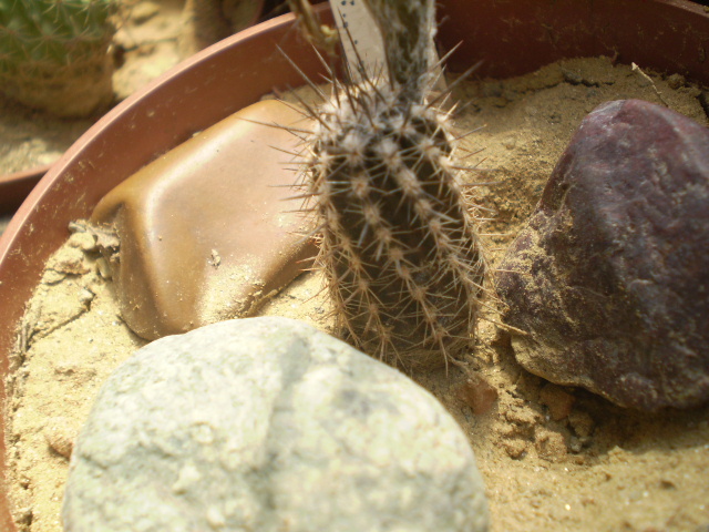Setiechinopsis mirabilis