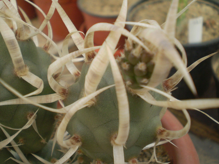 Theprocactus articulatus var. papyracanthus