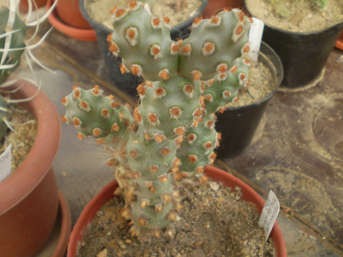 Theprocactus molinensis - Alte specii