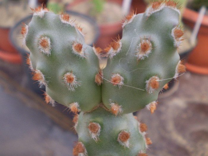 Theprocactus molinensis - Alte specii