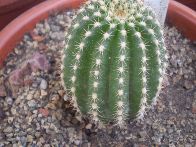 Trichocereus schickendantzi - Alte specii