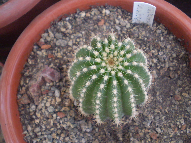 Trichocereus schickendantzi