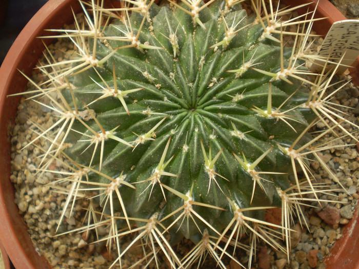 Acanthoplegma v. patula - Lobivia 2012