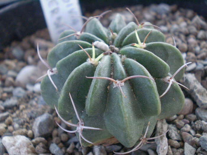 Lobivia akersii - Lobivia 2012