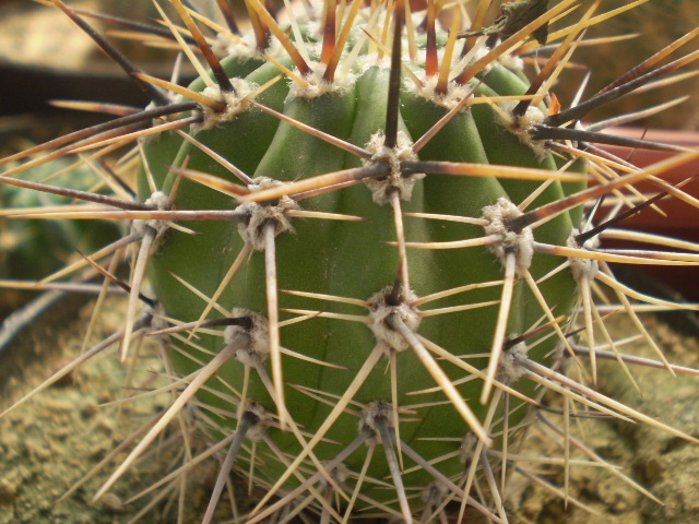 Lobivia aurea var. fallax - Lobivia 2012