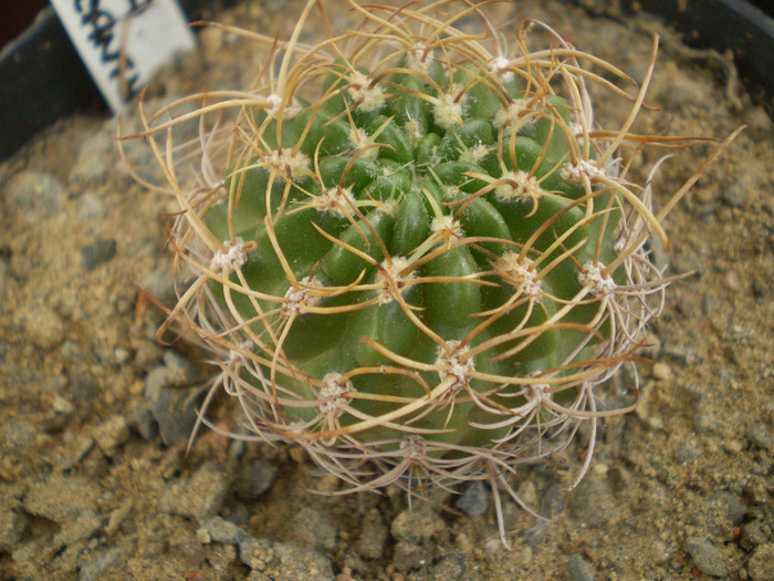 Lobivia leptacantha - Lobivia 2012