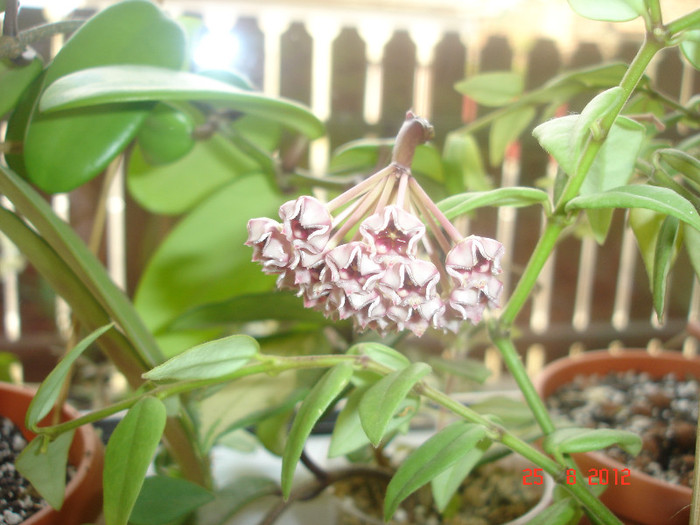 DSC05401 - Hoya Meliflua