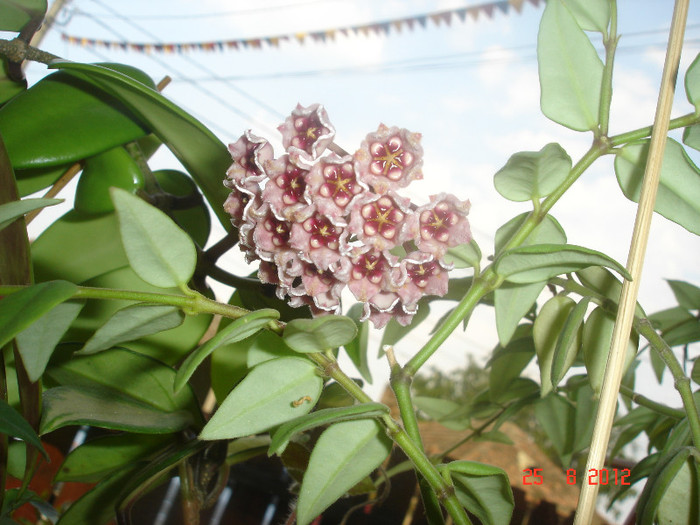 DSC05405 - Hoya Meliflua