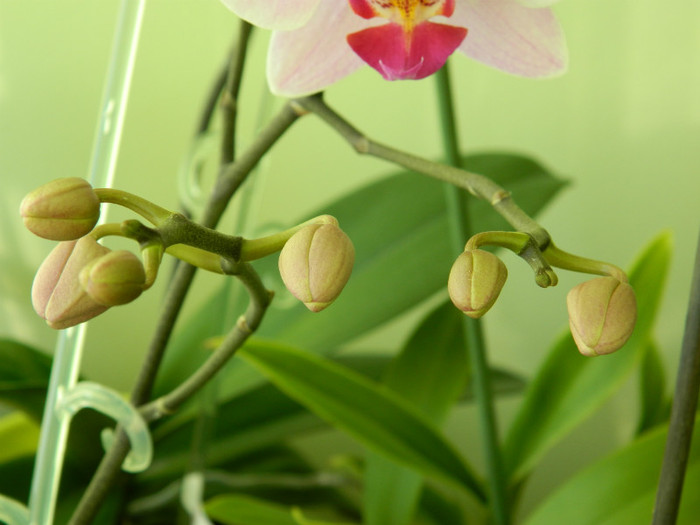 DSCN0853 - Phalaenopsis Tomberoneza