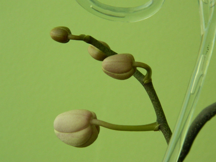 DSCN0856 - Phalaenopsis Tomberoneza