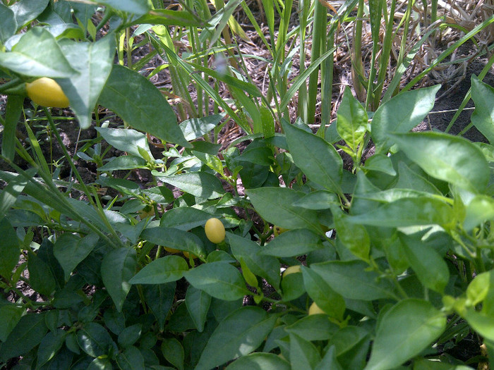 habanero white